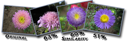 Find Similar Images - Visual Similarity Duplicate Image Finder
